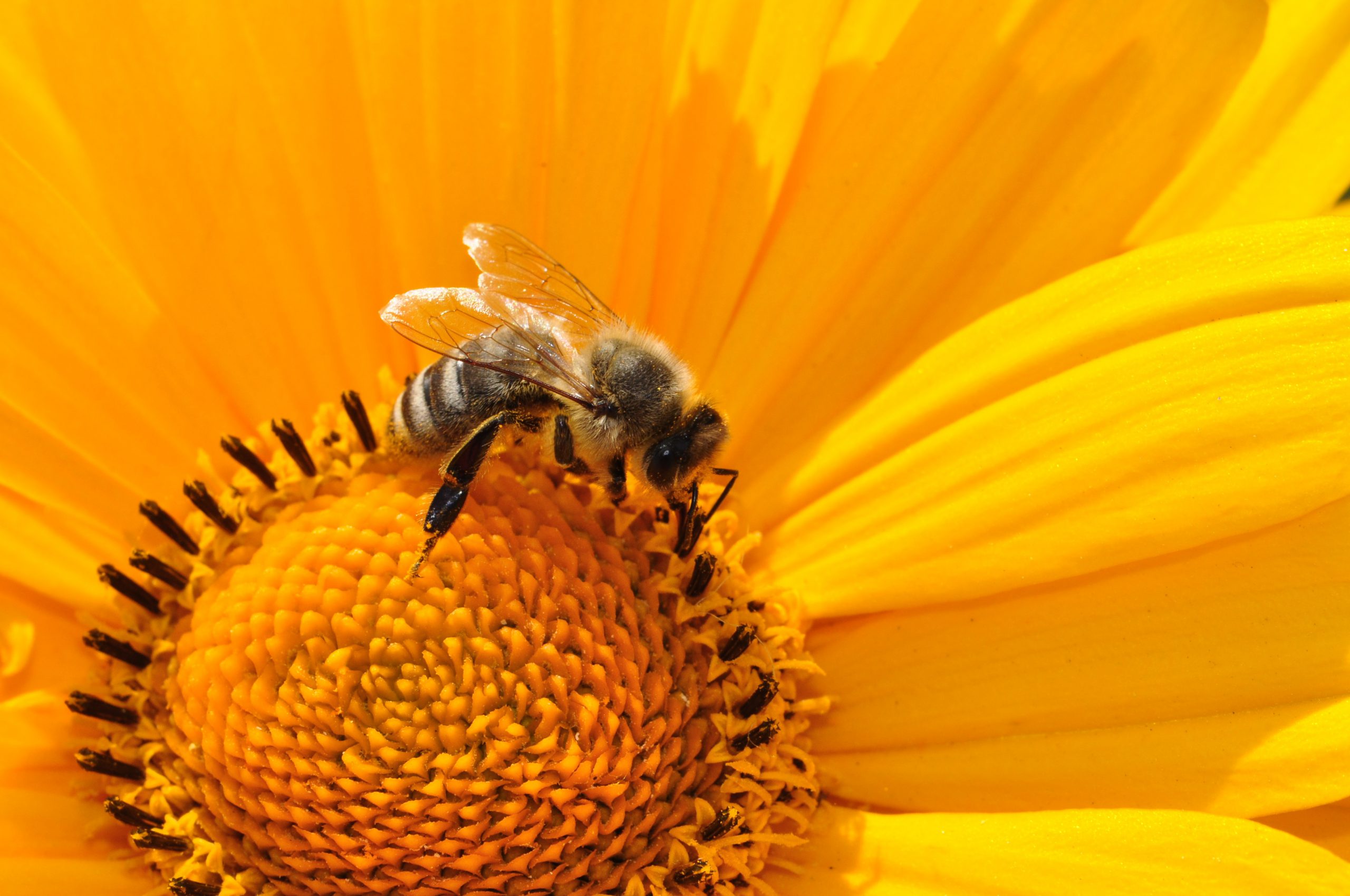 abeille dans tournesol